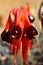 Sturts desert pea flower