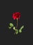 Styled minimalistic still life with rose flower on dark background