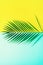 Styled summer concept. Tropical palm leaves on yellow and blue background. Minimal nature. Creative flat lay with copy