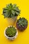 Styled work space. Echeveria Succulent Flower Plants on yellow background. Copy space. Flat lay, top view