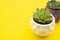 Styled work space. Echeveria Succulent Flower Plants on yellow background. Copy space. Flat lay, top view