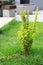 Stylised shot of a generic young green shrub in natural light.