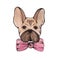 Stylised watercolor portrait french bulldog with pink bow on nec