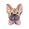 Stylised watercolor portrait french bulldog with pink bow on nec