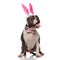 Stylish american bully with easter bunny ears pants and stretches