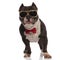 Stylish american bully wearing golden sunglasses and red bowtie