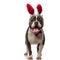 Stylish american bully wearing red bunny ears pants and winks