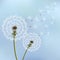 Stylish background with two dandelions blowing