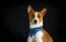 Stylish basenji dog male wearing blue kerchief