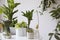 Stylish and botany composition of home garden filled a lot of plants in different pots on the white table. White background walls.