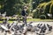 Stylish boy  in the park feeds pigeons. There are a lot of birds. Baby happy feed hungry pigeons