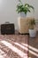 Stylish brightly part of living room with old vintage suitcase and potted plants, traditional handmade carpet