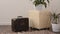 Stylish brightly part of living room with old vintage suitcase and potted plants, traditional handmade carpet on luxury wooden fl