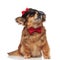 Stylish brown dog with bowtie and hat on sunny day