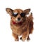 Stylish brown dog with sunglasses and red bowtie stepping