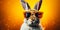 Stylish Bunny Cute Rabbit with Sunglasses on Colorful Background