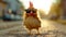 Stylish chicken struts through