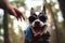 Stylish chihuahua dog in glasses yawns
