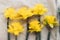 Stylish daffodils flowers under glass with water drops, flat lay. Creative abstract image of spring flowers. Floral rustic still