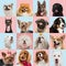 Stylish dogs posing. Cute doggies or pets happy. Creative collage isolated on pink-blue studio background.