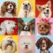 Stylish dogs posing. Cute doggies or pets happy. Creative collage of various breeds of dogs.