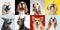 Stylish dogs posing. Cute doggies or pets happy. The different purebred puppies. Creative collage isolated on