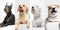 Stylish dogs posing. Cute doggies or pets happy. The different purebred puppies. Creative collage isolated on