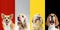 Stylish dogs posing. Cute doggies or pets happy. The different purebred puppies. Creative collage isolated on