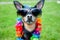 Stylish, fashionable portrait of a dog in sunglasses and a necklace of flowers on a green lawn..