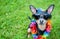 Stylish, fashionable portrait of a dog in sunglasses and a necklace of flowers on a green lawn, space for text,