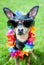 Stylish, fashionable portrait of a dog in sunglasses and a necklace of flowers on a green lawn..Summer holiday theme