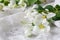 Stylish feminine space with white flowers of apple tree in vase. Styled minimalistic still life