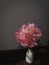 Stylish flower still life, moody artistic composition. Beautiful pink peony in vase in sunlight on rustic background. Floral
