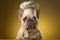 A stylish French bulldog donning a chef\\\'s hat and apron on a yellow background