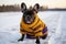 A stylish French Bulldog dressed in a yellow sweater, posing against a snowy backdrop.