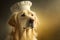 A stylish gold retriever donning a chef\\\'s hat and apron on a yellow background