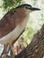 Stylish Graceful Nankeen Night Heron.