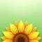 Stylish green background with 3d sunflower