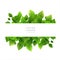 Stylish green leaves background with text space