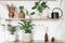 Stylish green plants, black watering can, boho wildflowers on wooden shelves. Modern hipster room decor. Cactus, epipremnum pothos