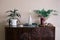 Stylish green plants in pots and accessories on wooden vintage dresser on background of beige wall.