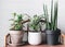 Stylish green plants in pots on wooden vintage stand on background of white rustic wall. Modern room decor. Peperomia, sansevieria