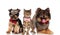 Stylish group of three dogs and cats with bowties and sunglasses