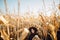 Stylish happy woman in hat and brown outfit posing in autumn maize field in warm sunny light. Fashionable attractive young female