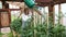 Stylish happy young woman in straw hat and dress pours watering crops in a greenhouse