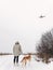 Stylish hipster girl walking with cute golden dog in snowy cold park and looking in sky at plane. Woman taking walk with her dog