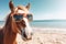 Stylish horse enjoying beach vacation with ocean view, generative Ai