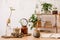 Stylish interior of home office space with wooden desk, forest accessories, avocado plant, bamboo shelf, plants.