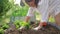 Stylish Italian woman planting salad greens in small organic garden