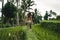 Stylish lady in green sexy dress on footpath rice terrace